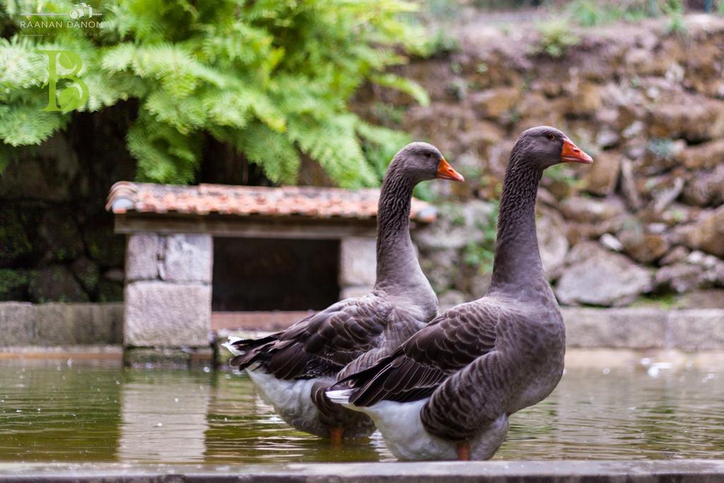 Quinta Da Bouca - Agroturismo Pacos de Gaiolo Bilik gambar